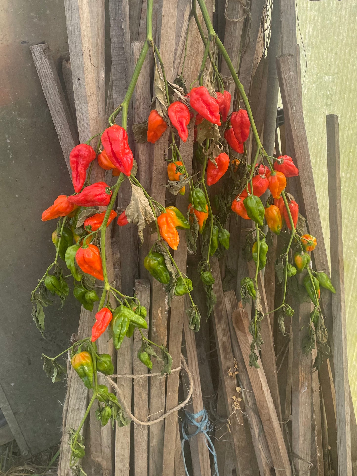 Chili-Öl Bio 100 ml