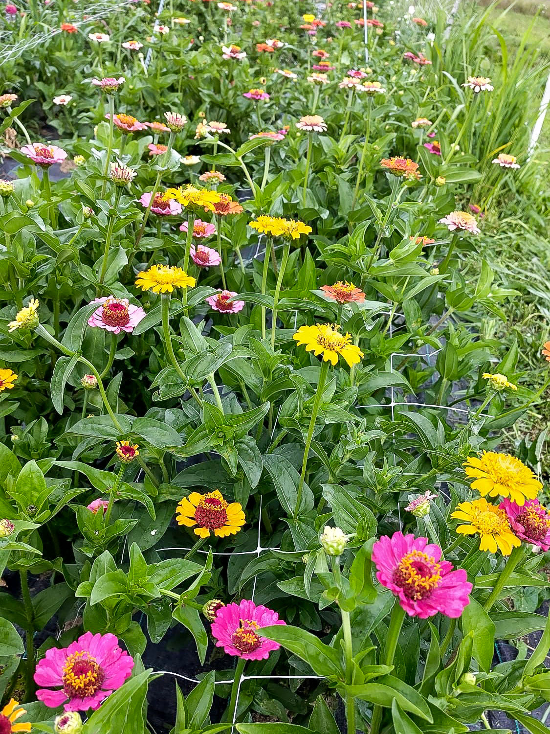 Bio Blumen